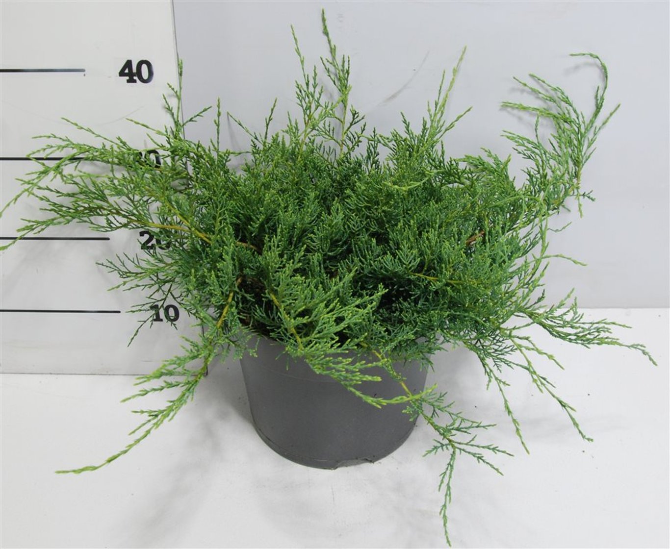 Juniperus virg. 'Grey Owl' - C7.5 40-50 CM
